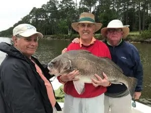 three men holding one big black drum fish