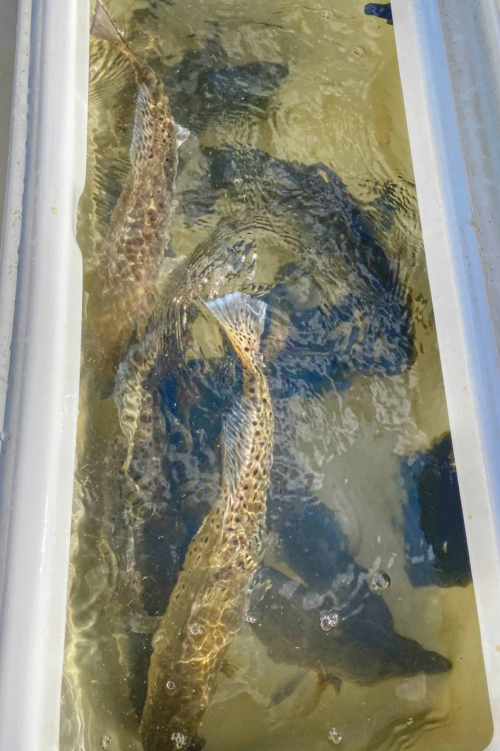 https://uglyfishing.com/wp-content/uploads/2023/02/how_to_keep_speckled_trout_alive-scaled.jpg