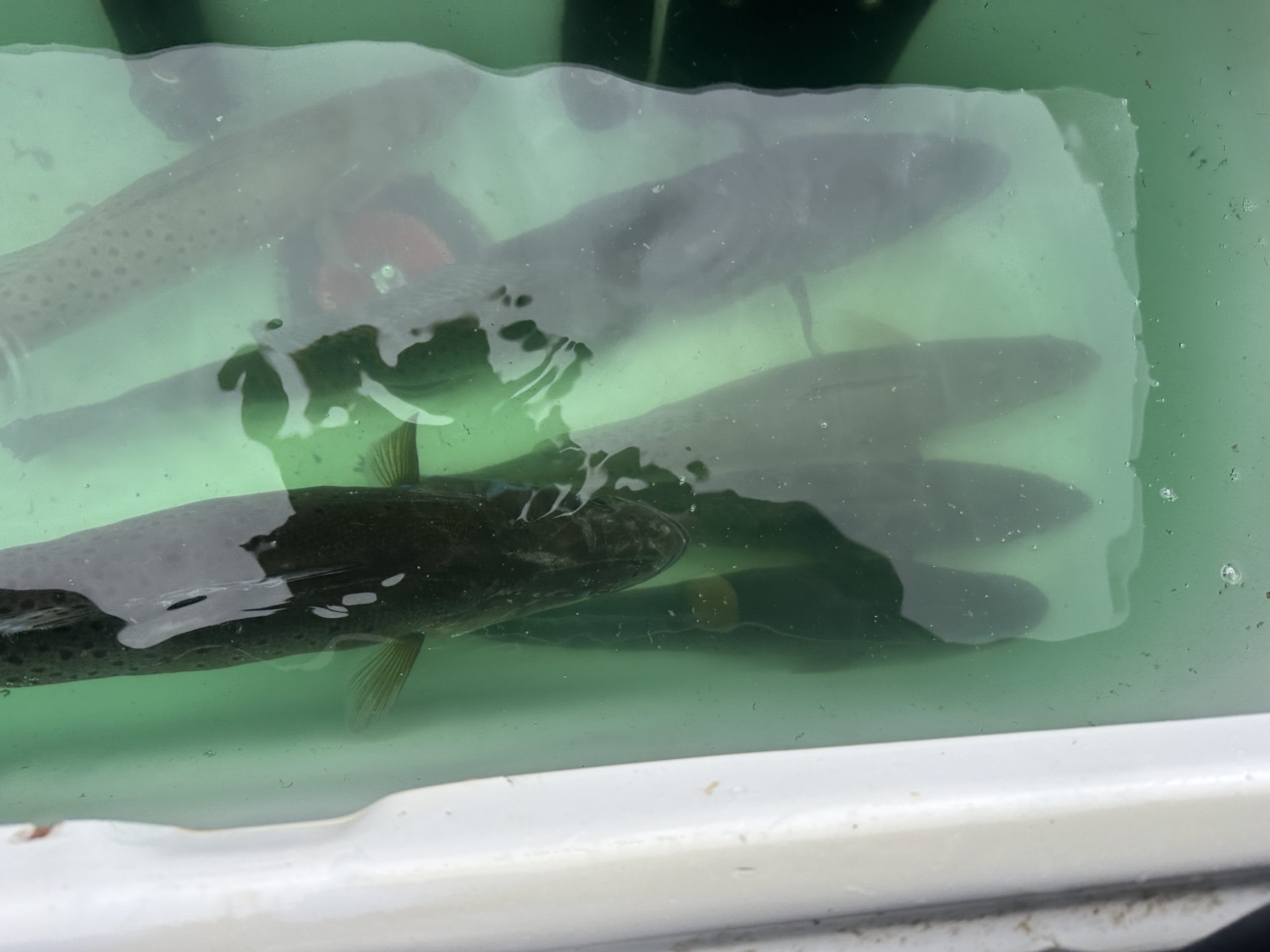Live Speckled trout. Five of which awaiting their turn to be entered into the 2026 Winter Classic
